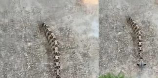 Ujutru sam u dvorištu primetila nešto i pomislila da je samo igračka, ali se stvarnost pokazala mnogo strašnijom. Ujutru sam u dvorištu primetila nešto i pomislila da je samo igračka, ali se stvarnost pokazala mnogo strašnijom. - featured image