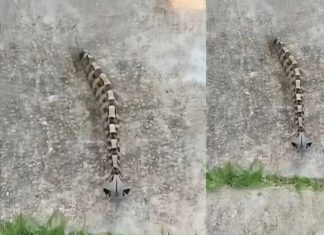 Ujutru sam u dvorištu primetila nešto i pomislila da je samo igračka, ali se stvarnost pokazala mnogo strašnijom. Ujutru sam u dvorištu primetila nešto i pomislila da je samo igračka, ali se stvarnost pokazala mnogo strašnijom. - featured image