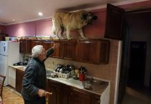U posljednje vrijeme moj golemi gampr neprestano se penjao na vrh kuhinjskih ormarića i glasno režao. Isprva sam mislio da je poludio, sve dok nisam shvatio na što zapravo laje. U posljednje vrijeme moj golemi gampr neprestano se penjao na vrh kuhinjskih ormarića i glasno režao. Isprva sam mislio da je poludio, sve dok nisam shvatio na što zapravo laje. - featured image