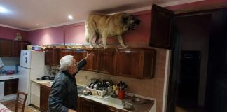U posljednje vrijeme moj golemi gampr neprestano se penjao na vrh kuhinjskih ormarića i glasno režao. Isprva sam mislio da je poludio, sve dok nisam shvatio na što zapravo laje. U posljednje vrijeme moj golemi gampr neprestano se penjao na vrh kuhinjskih ormarića i glasno režao. Isprva sam mislio da je poludio, sve dok nisam shvatio na što zapravo laje. - featured image