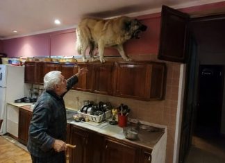 U posljednje vrijeme moj golemi gampr neprestano se penjao na vrh kuhinjskih ormarića i glasno režao. Isprva sam mislio da je poludio, sve dok nisam shvatio na što zapravo laje. U posljednje vrijeme moj golemi gampr neprestano se penjao na vrh kuhinjskih ormarića i glasno režao. Isprva sam mislio da je poludio, sve dok nisam shvatio na što zapravo laje. - featured image