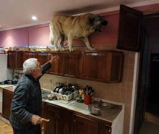 U posljednje vrijeme moj golemi gampr neprestano se penjao na vrh kuhinjskih ormarića i glasno režao. Isprva sam mislio da je poludio, sve dok nisam shvatio na što zapravo laje. U posljednje vrijeme moj golemi gampr neprestano se penjao na vrh kuhinjskih ormarića i glasno režao. Isprva sam mislio da je poludio, sve dok nisam shvatio na što zapravo laje. - featured image