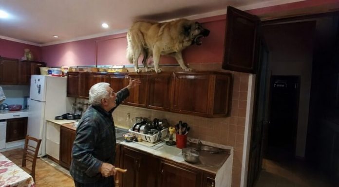 U posljednje vrijeme moj golemi gampr neprestano se penjao na vrh kuhinjskih ormarića i glasno režao. Isprva sam mislio da je poludio, sve dok nisam shvatio na što zapravo laje. U posljednje vrijeme moj golemi gampr neprestano se penjao na vrh kuhinjskih ormarića i glasno režao. Isprva sam mislio da je poludio, sve dok nisam shvatio na što zapravo laje. - featured image