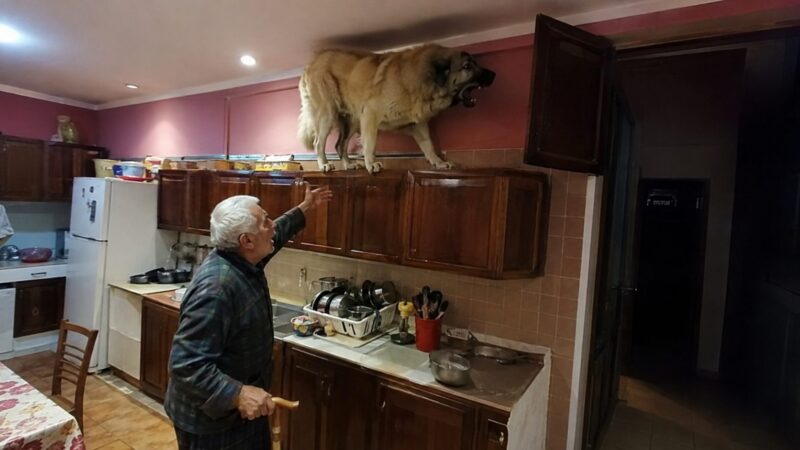 U posljednje vrijeme moj golemi gampr neprestano se penjao na vrh kuhinjskih ormarića i glasno režao. Isprva sam mislio da je poludio, sve dok nisam shvatio na što zapravo laje. - featured image U posljednje vrijeme moj golemi gampr neprestano se penjao na vrh kuhinjskih ormarića i glasno režao. Isprva sam mislio da je poludio, sve dok nisam shvatio na što zapravo laje. - featured image